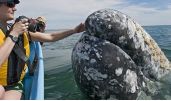 Gray whales: La Paz – Los Cabos