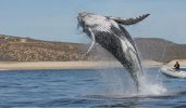Las ballenas grises: Los Cabos
