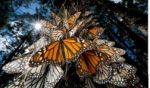 Бабочки-монархи прилетели