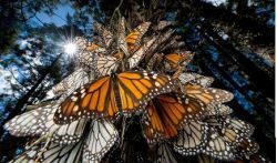 Бабочки-монархи прилетели